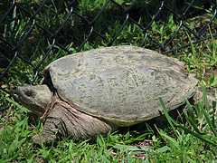 snapping_turtle snapping_turtle