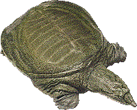 soft_shelled_turtle soft_shelled_turtle