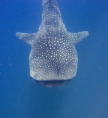 whale_shark whale_shark