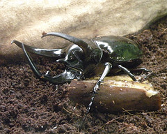 atlas_beetle atlas_beetle