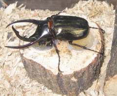 caucasus_beetle caucasus_beetle