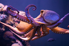 common_octopus common_octopus