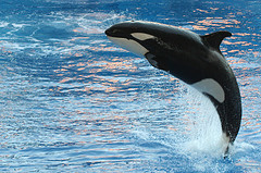 killer_whale killer_whale