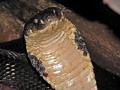 king_cobra