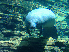 manatee manatee