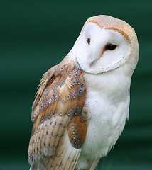 barn_owl barn_owl