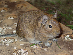 degu degu