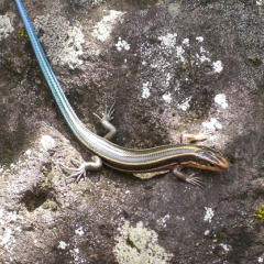 japanese_five_lined_skink japanese_five_lined_skink