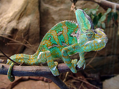 veiled_chameleon veiled_chameleon