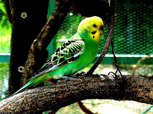 セキセイインコ