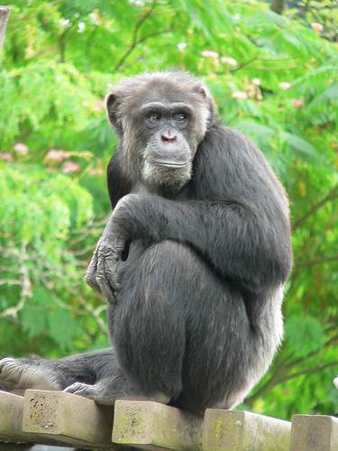 チンパンジーの寿命と生態