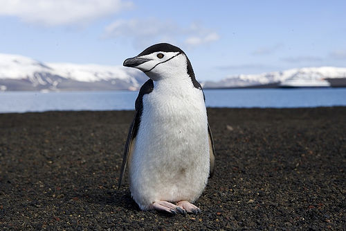 ヒゲペンギン