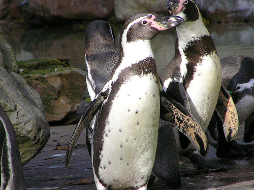 フンボルトペンギン