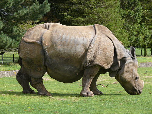 indian_rhinoceros