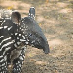 malayan_tapir2