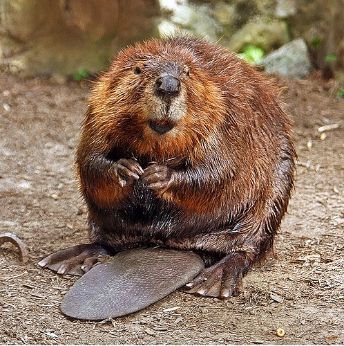 american_beaver