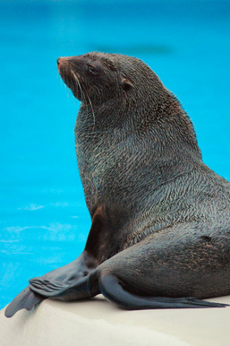south_african_fur_seal