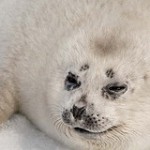 spotted_seal2