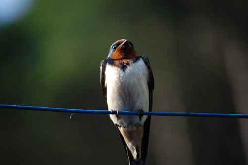 barn_swallow