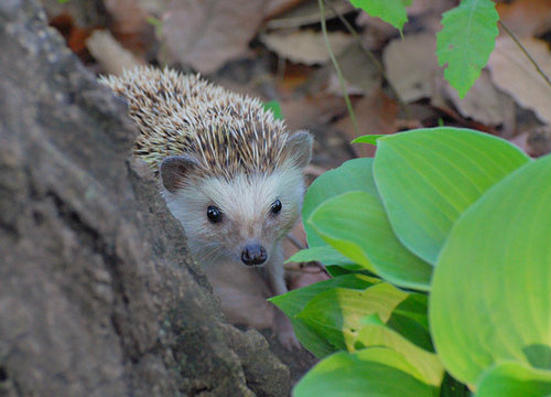 four_toed_hedgehog