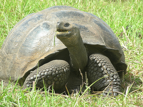 galapagos_giant_tortoise