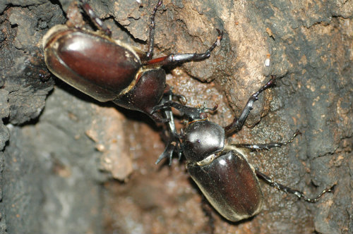 japanese_rhinoceros_beetle
