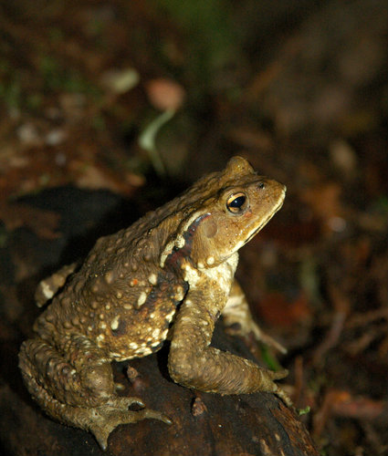 japanese_toad