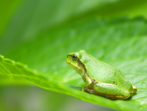 japanese_tree_frog