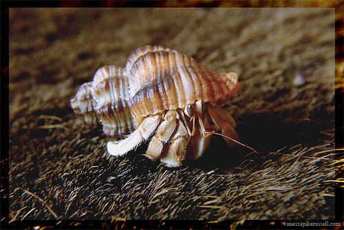 land_hermit_crab