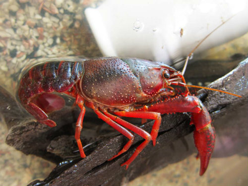 red_swamp_crayfish