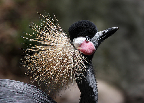 black_crowned_crane