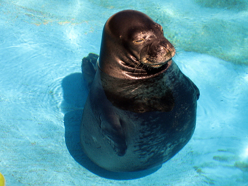 hawaiian_monk_seal