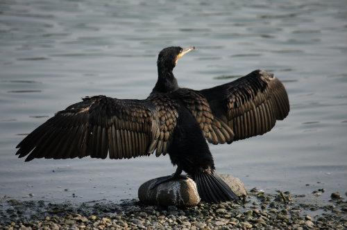 japanese_cormorant