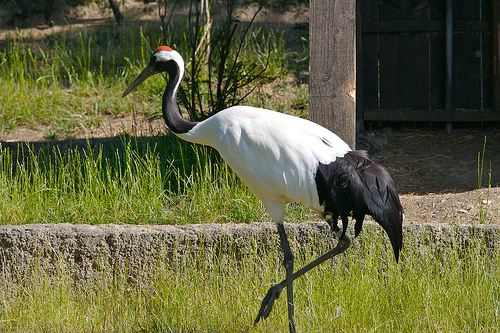 japanese_crane