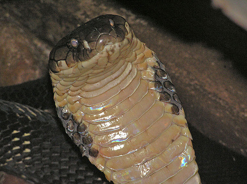 king_cobra