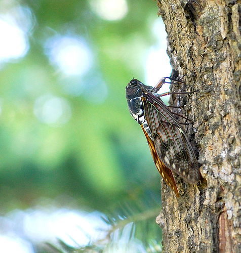 large_brown_cicada