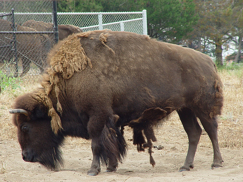 american_bison