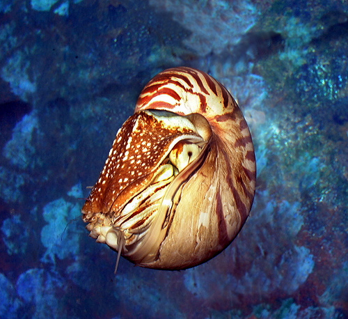 chambered_nautilus