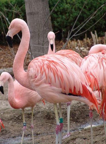 chilean_flamingo