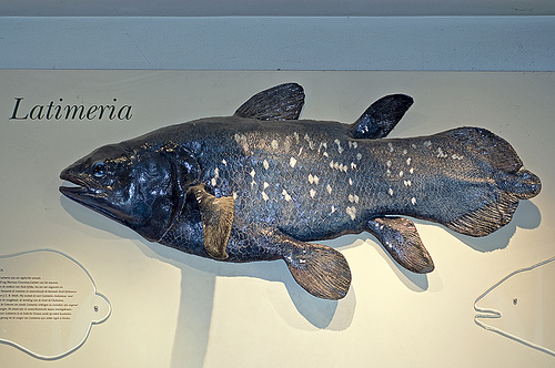 coelacanth