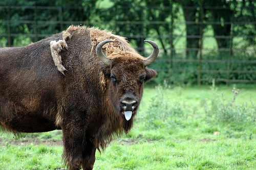 european_bison