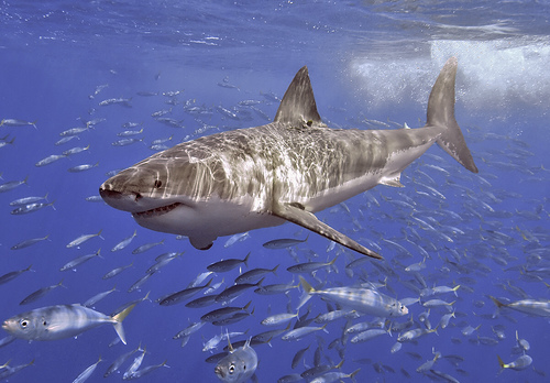 great_white_shark