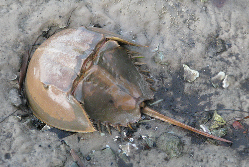 horseshoe_crab