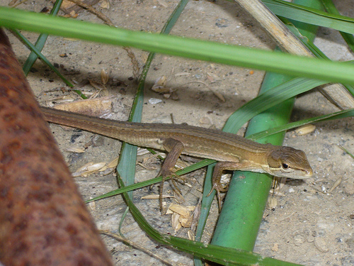 japanese_grass_lizard