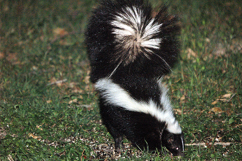 striped_skunk