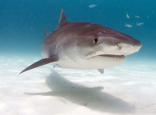 tiger_shark