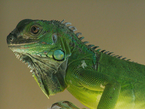 green_iguana