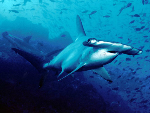 Scalloped_hammerhead_cocos