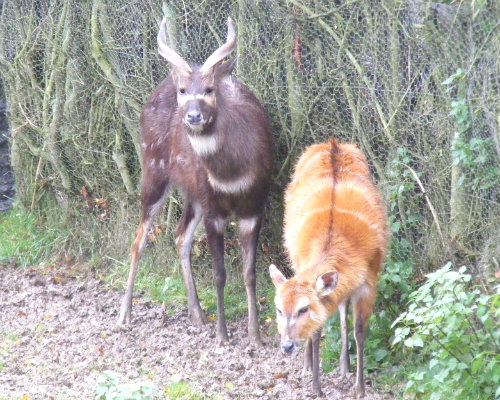 シタツンガのオスとメス