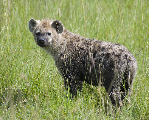 ブチハイエナ